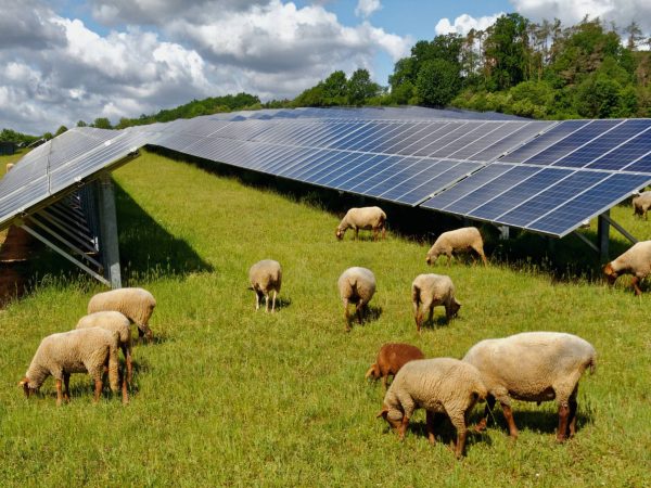 Net Zero for Agriculture